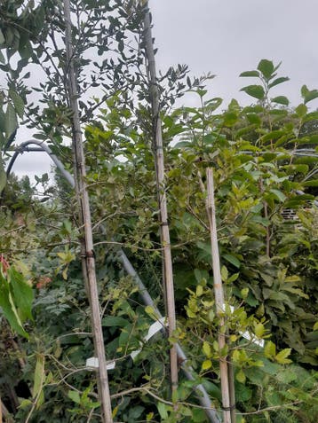 Steeneik Quercus ilex bladhoudende eik, Ophalen, In pot