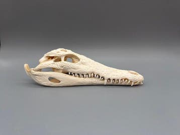Nijlkrokodil Schedel - Crocodylus niloticus - 6 cm - 10 cm -