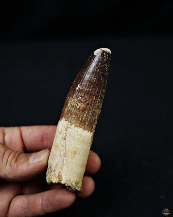 Spinosaurus - Fossiele tand - Spinosaurus aegyptiacus