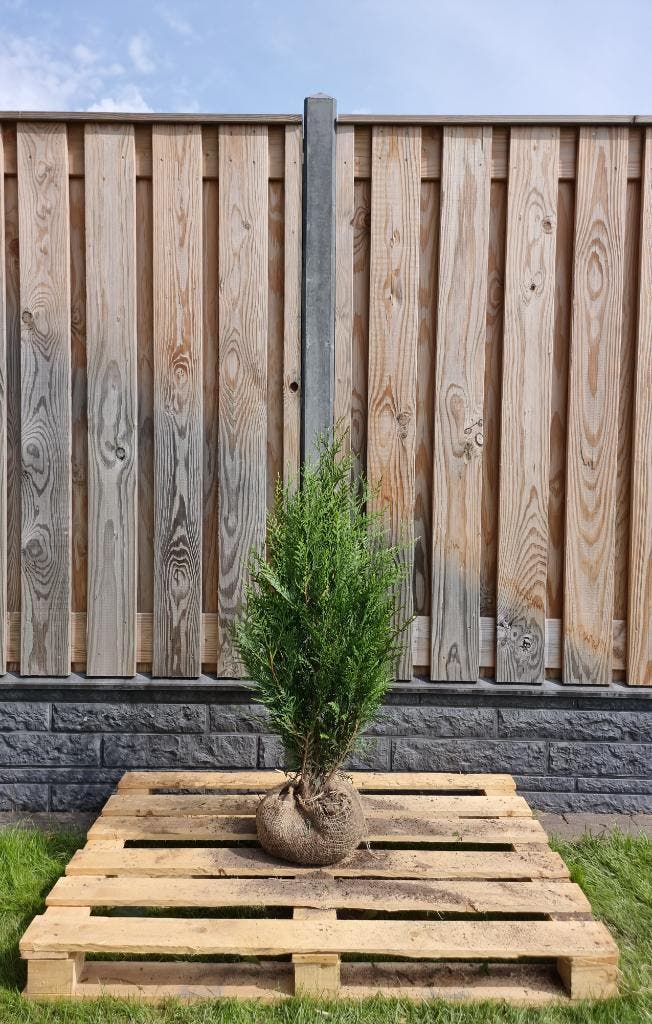 Conifeer - Thuja Plicata Atrovirens - Haagplanten, Tuin en Terras, Planten | Struiken en Hagen, Conifeer, Haag, Ophalen of Verzenden