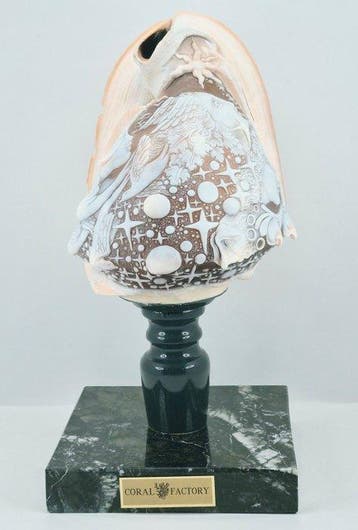 CASSIS MADAGASCARIENSIS - Cameo - Handgegraveerde schelp, Verzamelen