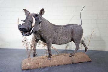 Large African Warthog Schedel - Phacochoerus africanus - 125, Nieuw