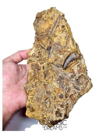 Museumwaardige tyrannosauriërtand in matrix - Nanotyrannus