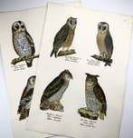 H.R. Schinz (b1777) Lot of 2 hand coloured stone