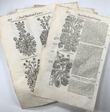 Mattioli, P.A. - 5 folios with 18 woodcuts, Botany, Herbs -