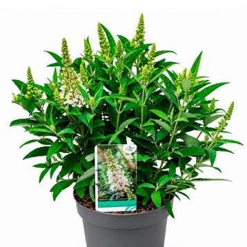 Vlinderstruik Butterfly Candy Little White container (P19), Tuin en Terras, Verzenden, Vlinderstruik, Struik
