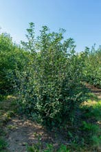 Prunus spinosa meerstammig, Tuin en Terras