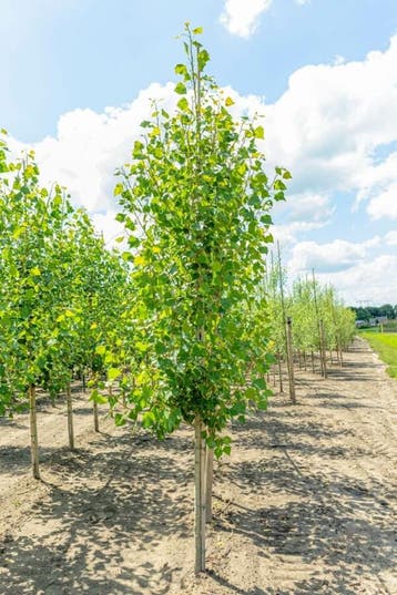 Populus nigra Italica hoogstam 16/18