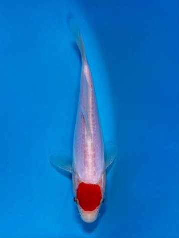 Japanse koi veilingen voor elk budget www.koiveiling.com, Dieren en Toebehoren, Vissen | Vijvervissen, Karper of Koi