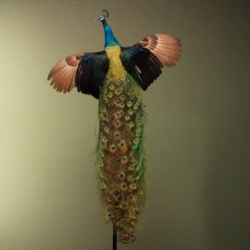 Pauw Vliegend Taxidermie Opgezette Dieren By Max, Verzamelen, Dierenverzamelingen, Ophalen of Verzenden, Nieuw, Vogel, Opgezet dier