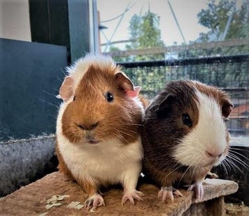 Lieve jonge cavias in verschillende kleuren! Goed advies., Dieren en Toebehoren, Knaagdieren, Meerdere dieren, Cavia, Tam