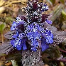 Ajuga Atropurpurea Evening Glow Alba Burgundy Glow Zenegroen, Ophalen of Verzenden, Lente, Vaste plant, Halfschaduw