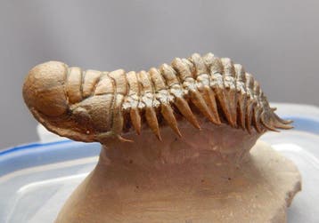 Trilobiet - Fossiel skelet - Crotalocephalus gibbus - 11 cm