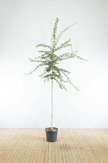 Crataegus monogyna hoogstam 8/10