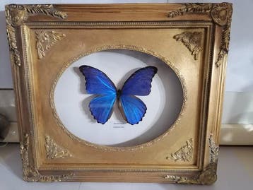 Vlinder Taxidermie wandmontage - Morpho Didius - 35 cm - 40