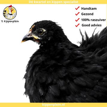 Jonge Tamme Cochin Kriel Kippen Te Koop - Veel Keus!, Vrouwelijk, Kip