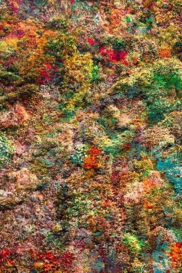 Viet Ha Tran - Wall of Nature LXIV