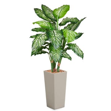Dieffenbachia kunstplant, H175cm, Huis en Inrichting, Kamerplanten, Ophalen of Verzenden, Overige soorten, 150 tot 200 cm