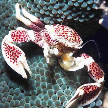 Neopetrolisthes oshimai (symbiose krab), Dieren en Toebehoren, Ophalen of Verzenden, Nieuw