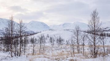 Fotobehang winterlandschap – bergen en berken, Verzenden, Fotobehang
