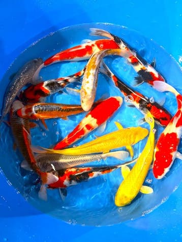 Hirasawa Marusei 30-37cm (Japanse Koi), Karper of Koi