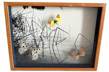 Vlinder Taxidermie volledige montage - Parnassius apollo -