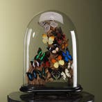 Vlinders in Stolp Taxidermie Opgezette Dieren By Max, Verzamelen, Dierenverzamelingen, Ophalen of Verzenden, Nieuw, Insect, Opgezet dier