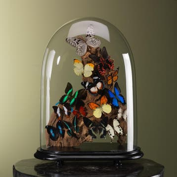 Vlinders in Stolp Taxidermie Opgezette Dieren By Max, Verzamelen, Dierenverzamelingen, Ophalen of Verzenden, Nieuw, Insect, Opgezet dier