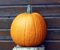 Hal. Barrel F1 PMT Goede halloweenpompoen 50 zaden, Ophalen of Verzenden, Nieuw