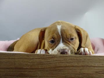 Old English Bulldog pups! | Mogen mee! | Hartelijk Welkom., Parvo, Nederland, 8 tot 15 weken, Bulldog