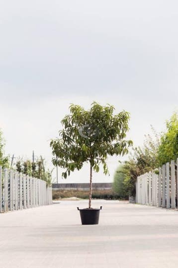 Perzikboom | Prunus persica | Perzik uit eigen tuin, Tuin en Terras, Planten | Bomen