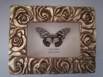 Vlinder Taxidermie wandmontage - Euploea Mulciber-Papilio, Nieuw