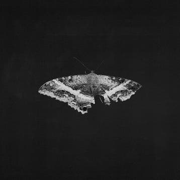 lp nieuw - Kendrick Lamar - To pimp a butterfly, Verzenden, Zo goed als nieuw, Overige formaten