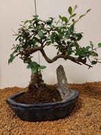 Japanese iep bonsai (Zelkova) - Hoogte (boom): 23 cm -, Antiek en Kunst