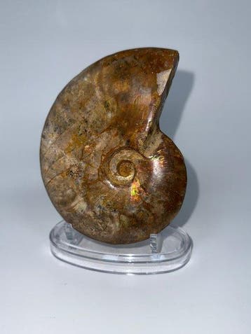 Prachtige bruine iriserende ammoniet - Fossiel skelet -
