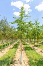 Malus Professor Sprenger hoogstam 10/12, Tuin en Terras, Planten | Tuinplanten