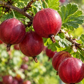 Kruisbes ‘Easycrisp Madame Sanssouci’ Groenroze, onopval, Verzenden
