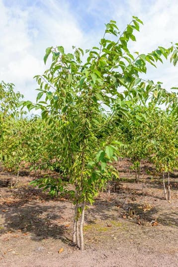 Prunus avium meerstammig 250-300, Tuin en Terras