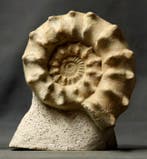 Prachtige en opvallende ammoniet op steen. - Gefossiliseerd, Verzamelen, Mineralen en Fossielen