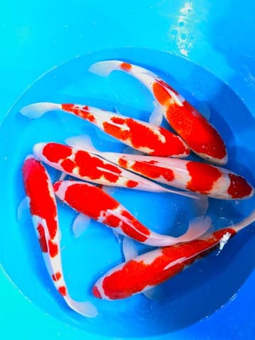 Hirasawa Marusei  40-50 cm (Japanse Koi), Dieren en Toebehoren, Vissen | Vijvervissen, Karper of Koi