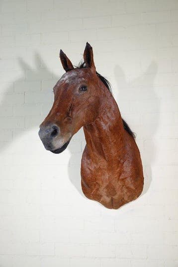 Horse shouldermount Schedel - Equus caballus - 95 cm - 100, Nieuw