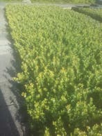 Ilex green hedge glory gem BUXUS vervanger, Ophalen of Verzenden, In pot, Minder dan 100 cm