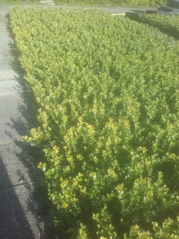 Ilex green hedge glory gem BUXUS vervanger, Ophalen of Verzenden, In pot, Minder dan 100 cm