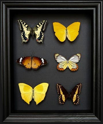 Vlinder Taxidermie volledige montage - Papilio machaon x