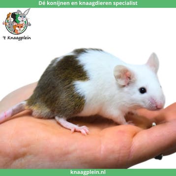 Lieve jonge handtamme kleurmuizen te koop! Veel keus!, Meerdere dieren, Muis, Tam