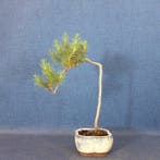 Den bonsai (Pinus) - Hoogte (boom): 26 cm - Diepte (boom):