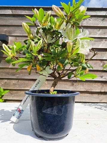 ‘Kaminoyamakirin’ Satsuki Azalea bonsai - Hoogte (boom): 20