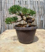 Bonsai Cupressus Sempervirens - Hoogte (boom): 12 cm -, Antiek en Kunst