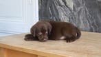 labrador puppys, Parvo, Nederland, 8 tot 15 weken, Labrador retriever