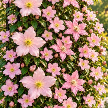 Clematis Spring Blossom Collectie – 3 Planten Sierplanten, Verzenden, Overige soorten, Struik